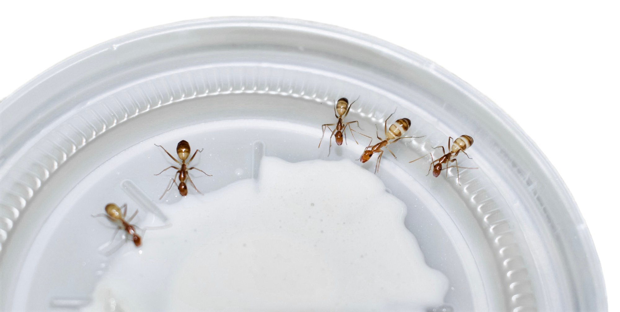 Kas prooviksid? Antropoloogid valmistasid sajanditevanuse retsepti järgi sipelgajogurti, mida nüüd serveeritakse Michelini tärnidega restoranis