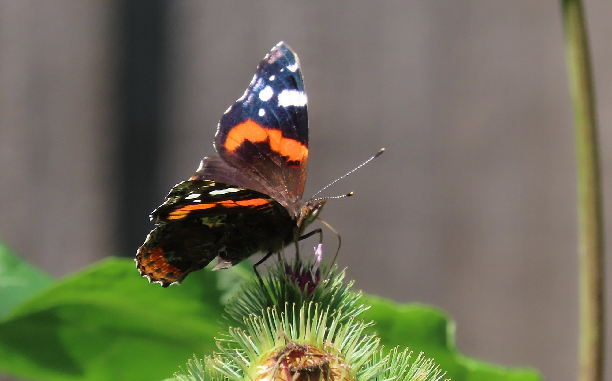 AIAPIDAJA KOGEMUS | Kellele meeldivad kehvad suved?