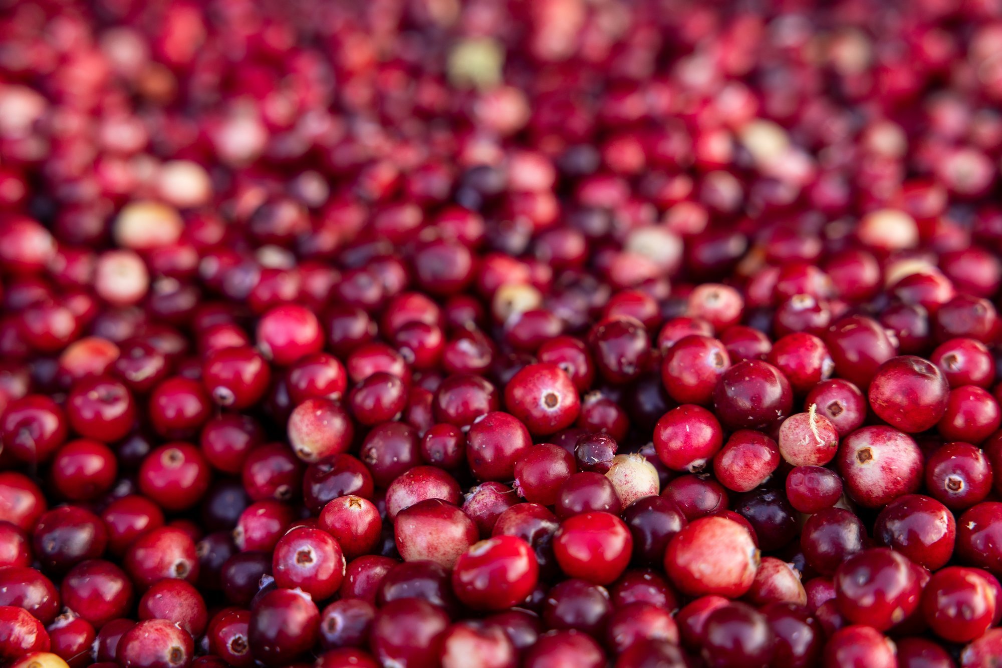 Jõhvikas on parim mari viiruste peletamiseks. Kuidas neid õigesti säilitada?