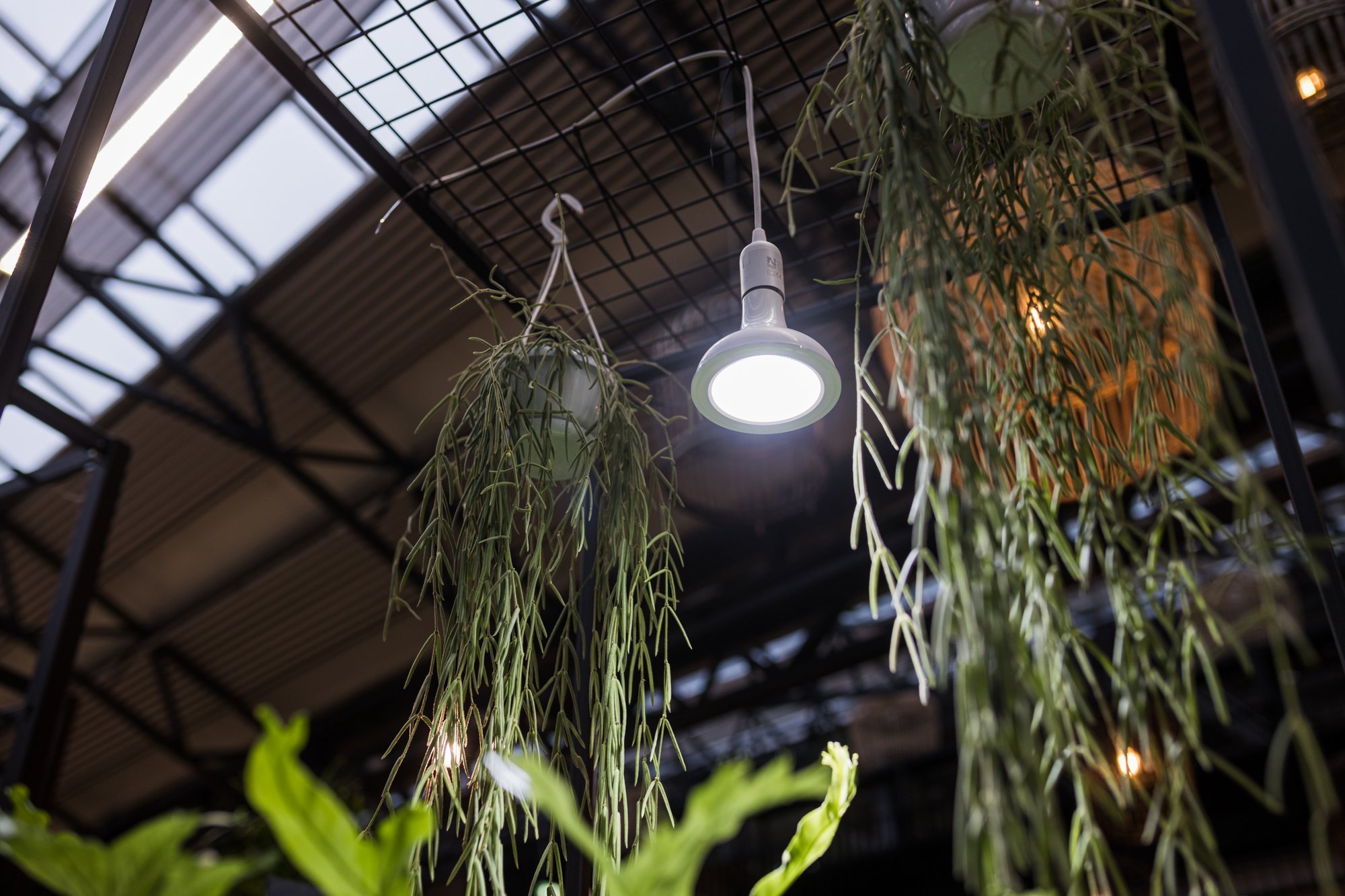 Taimelambi lisavalgus on aasta pimedaimal ajal toalilledele hädavajalik