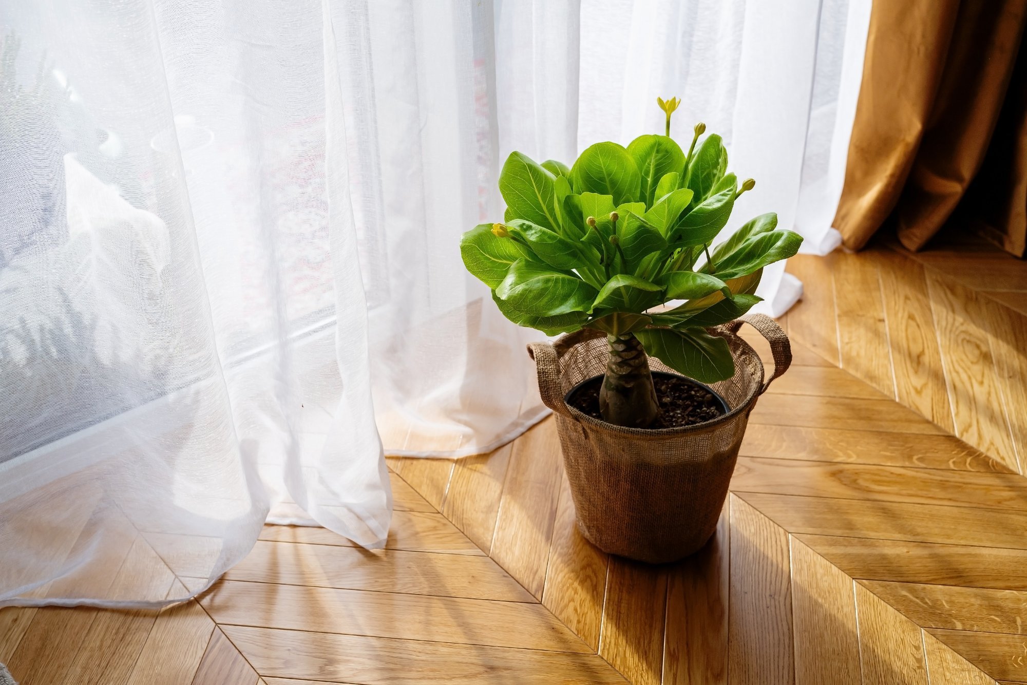 Naljaka nimega toataim tore vulkaanikell on looduses muutunud haruldaseks