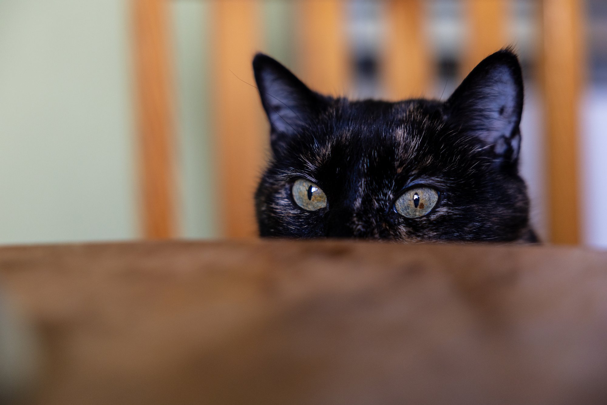 Ivo Linna mälumäng 336. Millisel kassi kehaosal on samamoodi unikaalne muster nagu inimese sõrmeotstel?