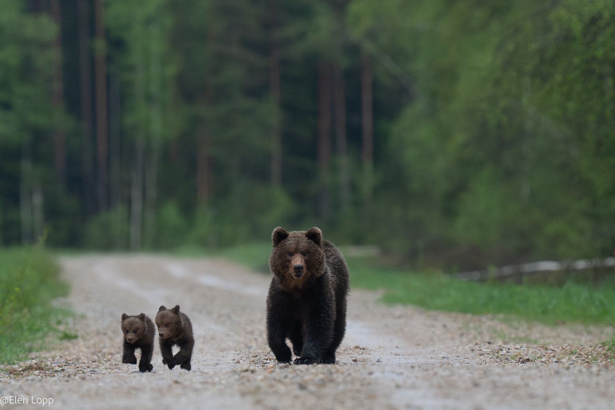 Eleri Lopp: vägivald kiskjate vastu on läinud üle piiri