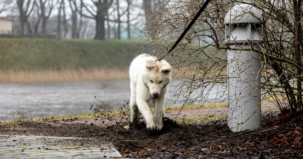 Pühapäev tuleb pilves ja sajune