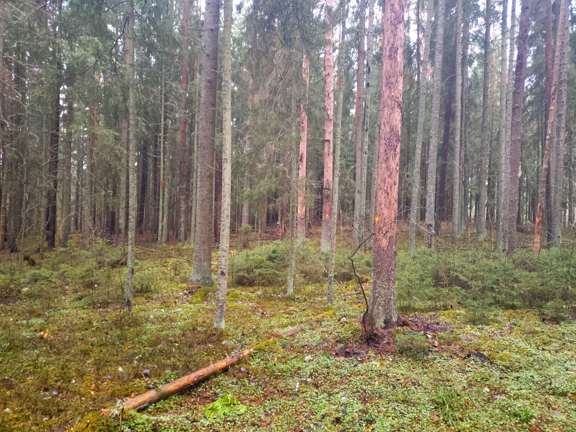 RMK võimaldab tasu eest küttepuitu riigimetsast varuda