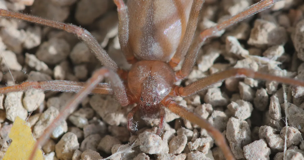 Saksa ülikoolist leiti surmavalt mürgiseid ämblikke