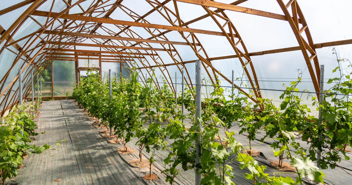 Parimate jookide sekka jõudis mitme väiketootja toodangut