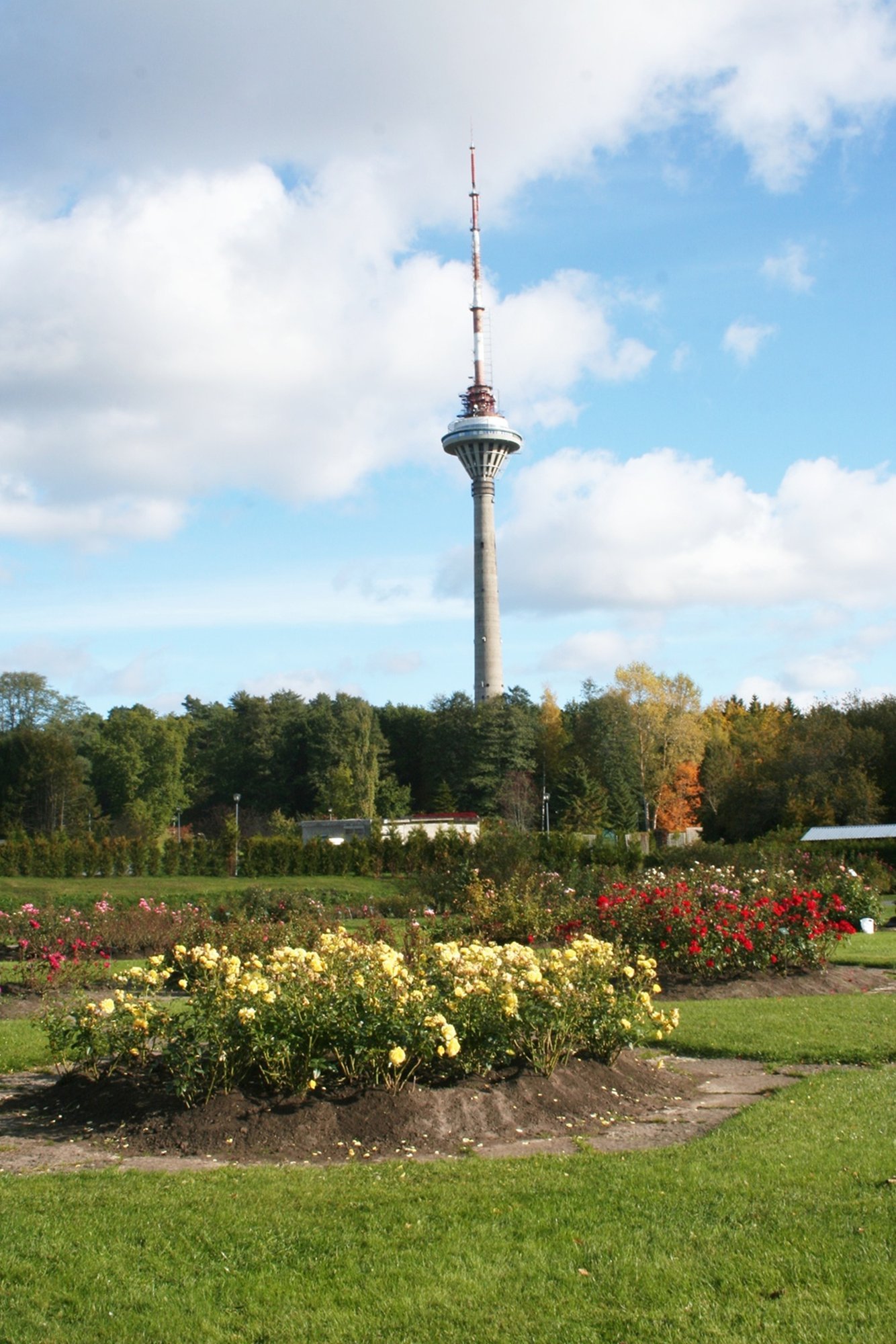 Kas praegu võib veel istutada? Kas lehed peab ära riisuma? Kuidas katta roose? Spetsialistid vastavad