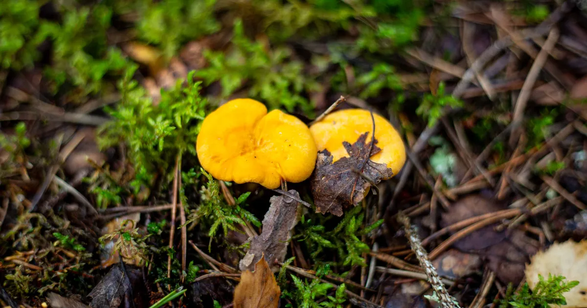 LOODUSKALENDER ⟩ Soe sügis rõõmustab seenesõpru