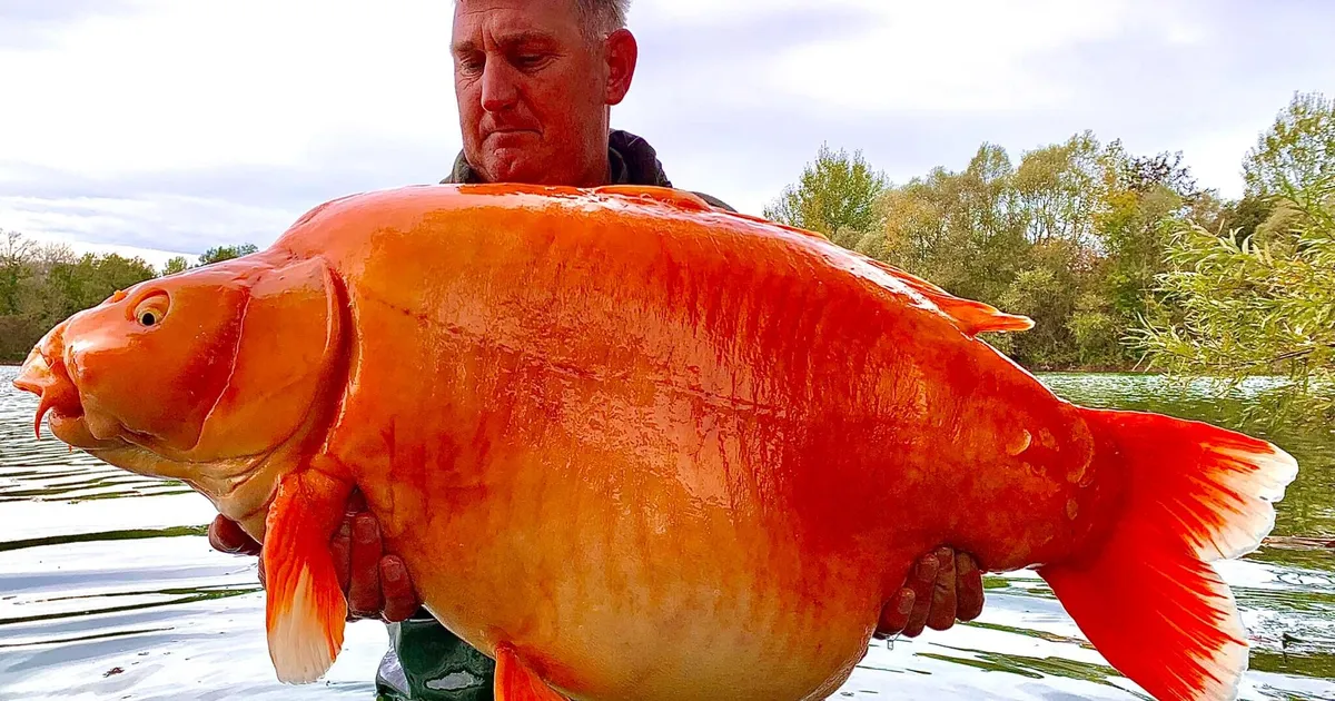 Miks ei tohiks lemmikloomi loodusse lasta — neist sünnib seal midagi kohutavat