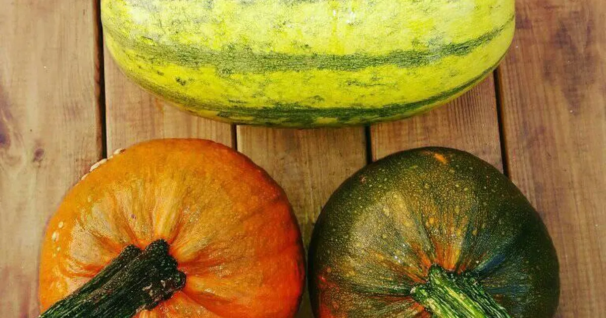 TalTechi toiduteadlased: kõrvits on imeline kaalulangetaja ja omab positiivset mõju silmanägemisele!