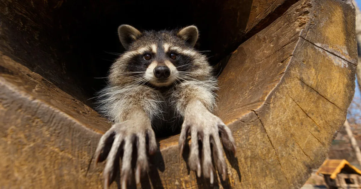 VIDEO ⟩ Mees jäi duši all õudusest tummaks: seinast ilmus välja väike must käpp