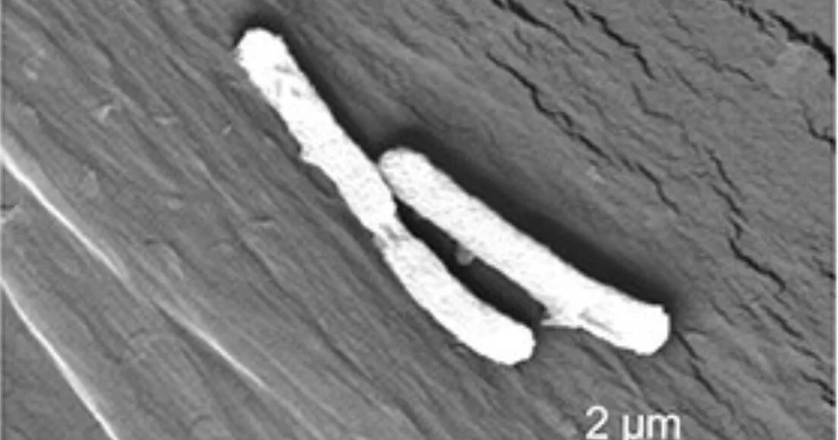 Siin nad siis on – bakterid, kes söövad ookeanides plastikut