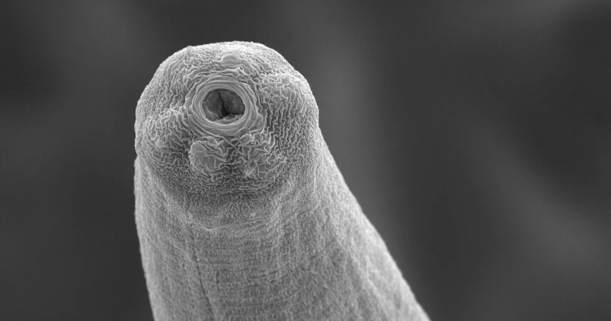 LISATUD VIDEO ⟩ Hüppavad parasiitussid, kes puurivad end lendavasse looma ja asuvad seal einestama