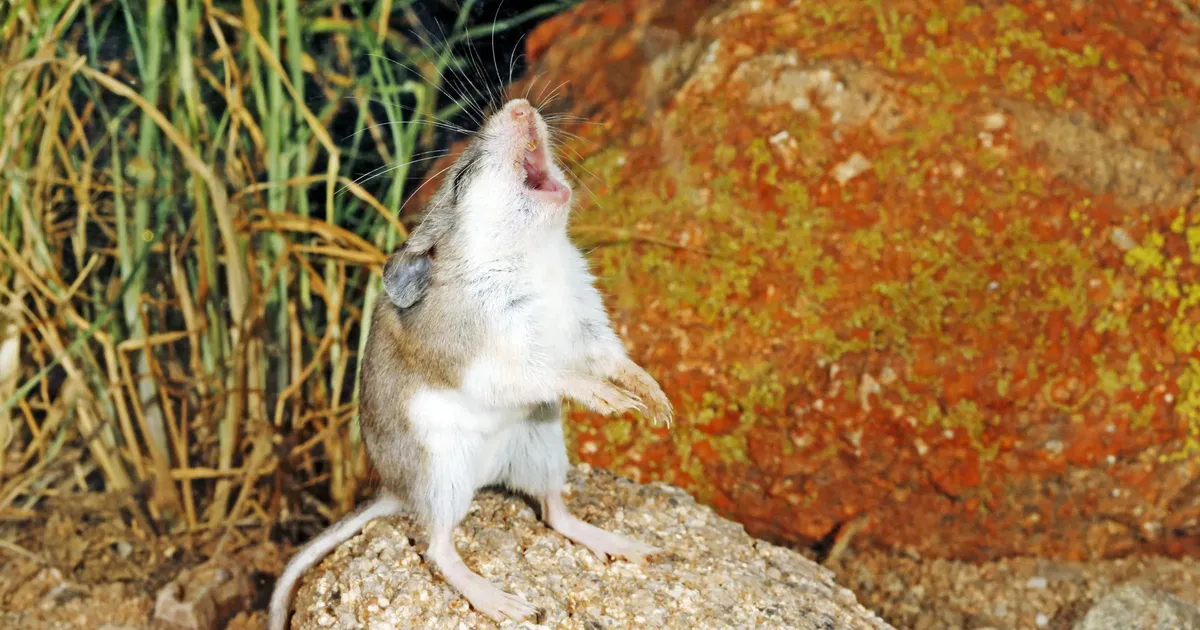 Saage tuttavaks: ainus näriline maailmas, kes ulub Kuu poole