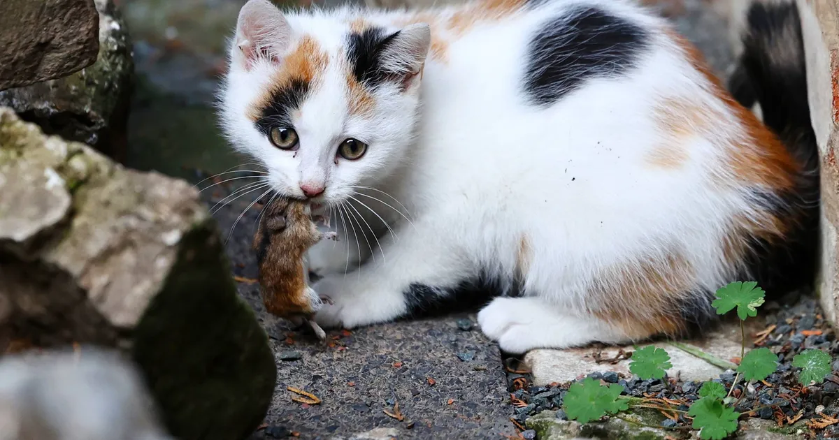 Soomes peab üürnik koristamata jäänud kassikuse eest välja käima üüratu summa