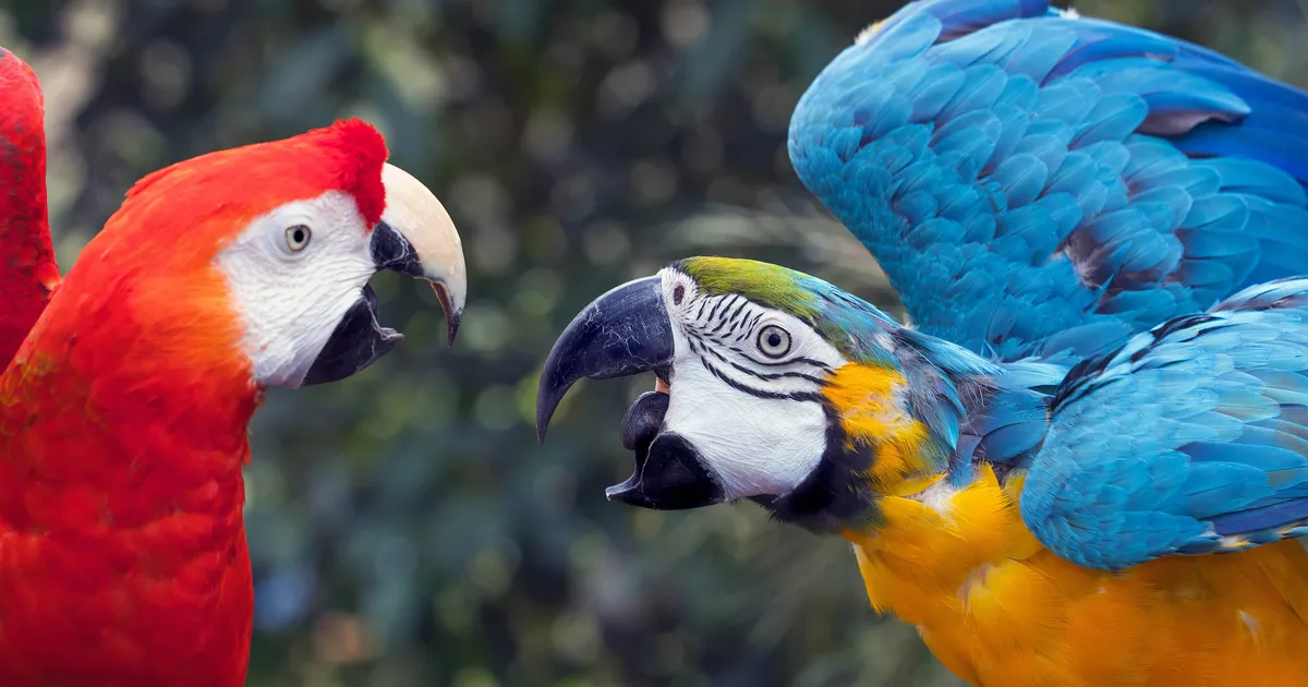 PÄEVAHOROSKOOP ⟩ 6. november: Kaljukits peab end manitsema taktitundelisusele, Kaksikud kipuvad kangesti vaidlema