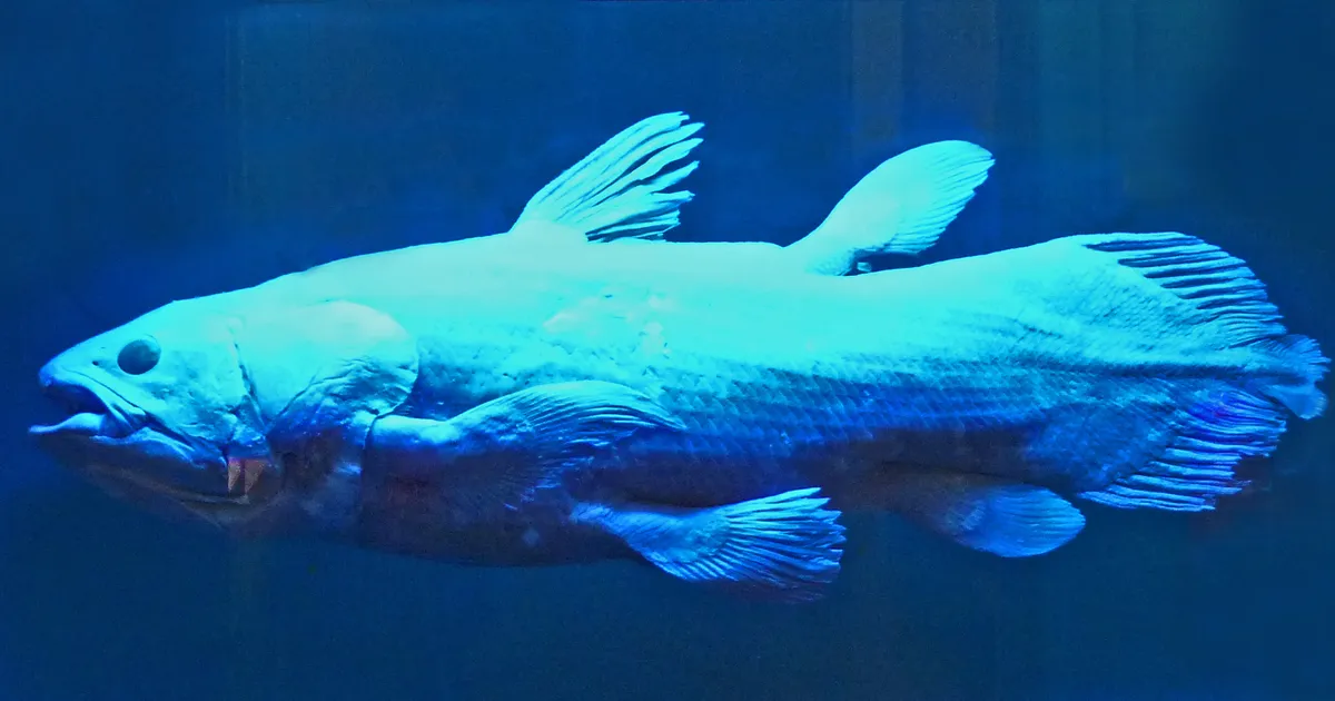 Saadi teada, kust pärinevad sõrmed – see võib mõnele inimesele kananaha ihule tuua