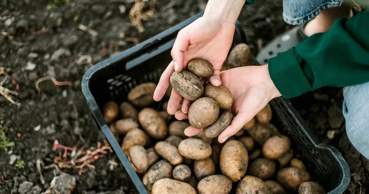 OLE KOHAL ⟩ Tallinnas tuleb esimene kartulifestival