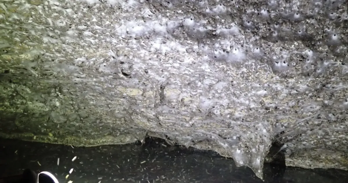 See on teadaolevalt maailma suurim ämblikuvõrk – ja saraks kui palju seal ämblikke oli