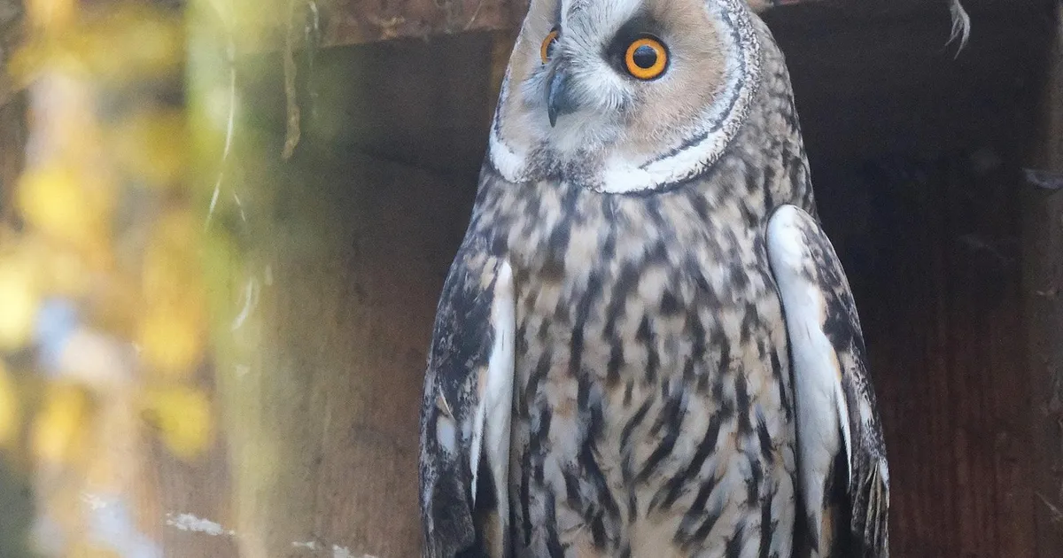 LOOMARIIK ⟩ Öise eluviisiga kakud näitavad enda päevaelu