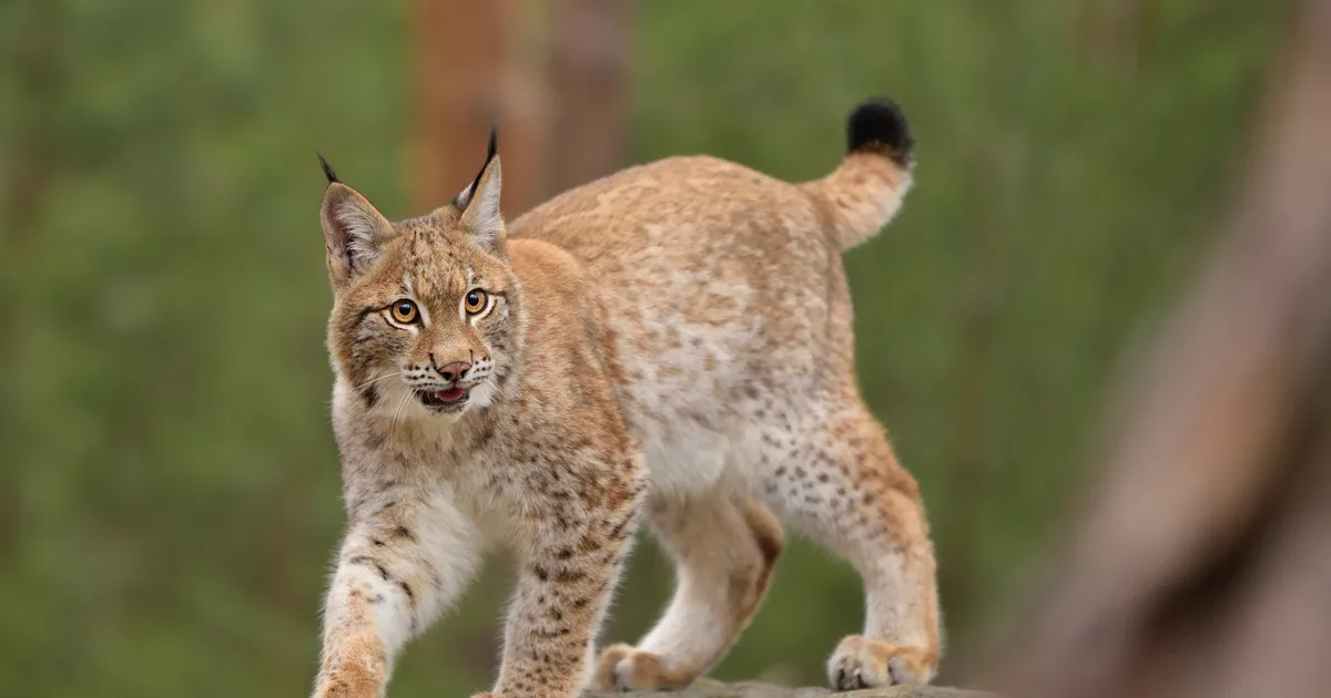 VIDEO ⟩ Virumaal jäi kaamera ette vahva noor ilves