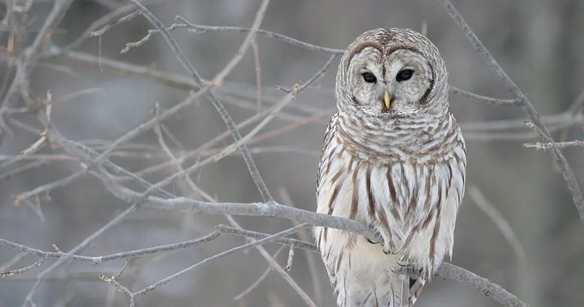 USAs hukatakse pool miljonit kakku: vastuoluline otsus tekitas eetilise tormi