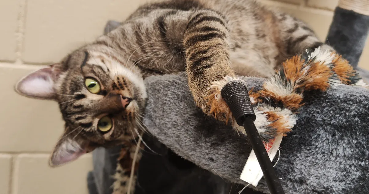 KODUOTSIJA ⟩ Jõuluks kodus? Mänguhimuline Helga ootab imet