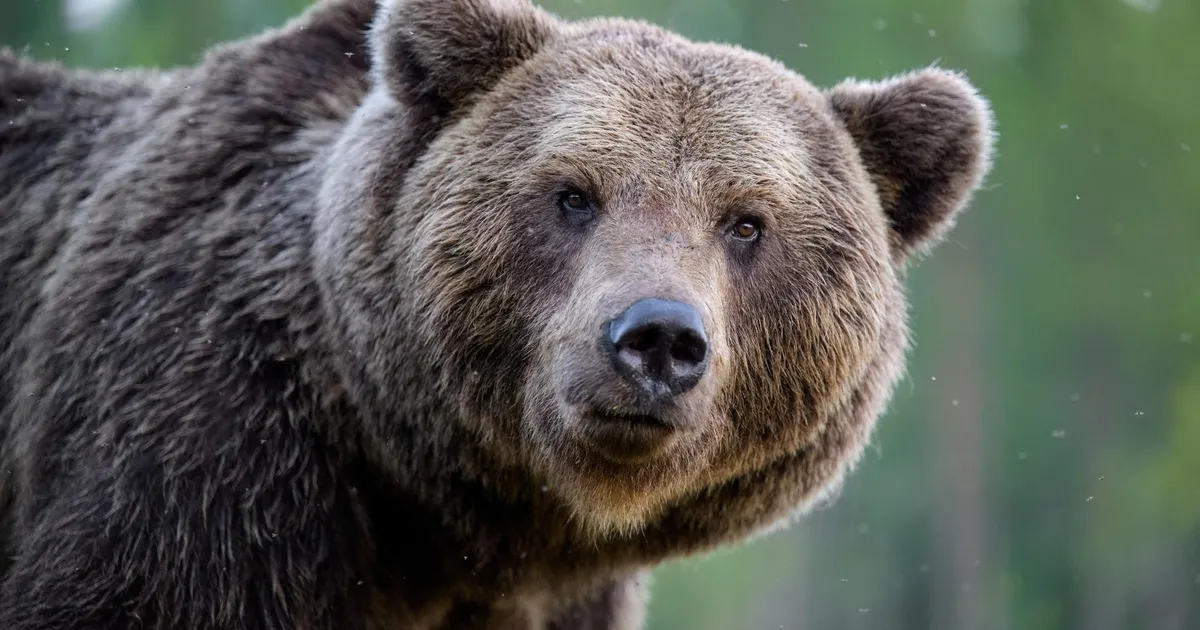 SÕLMKÜSIMUS ⟩ Milline loom on parim isa?