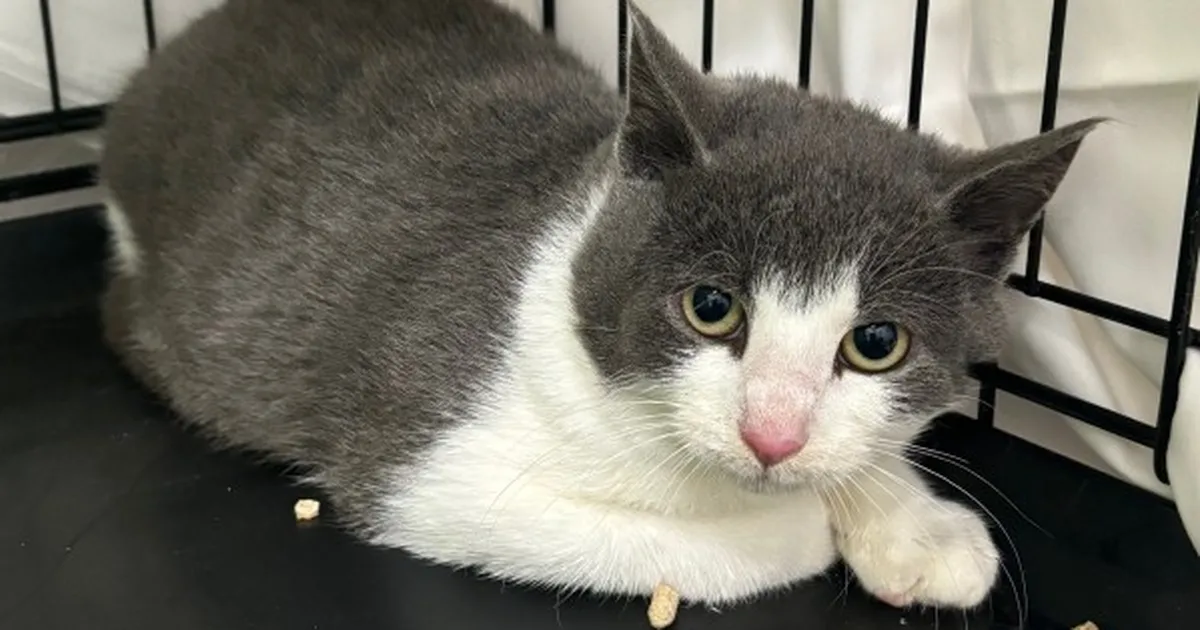 Kuusalu kolooniast päästetud Porto peab rinda pistma uute raskustega