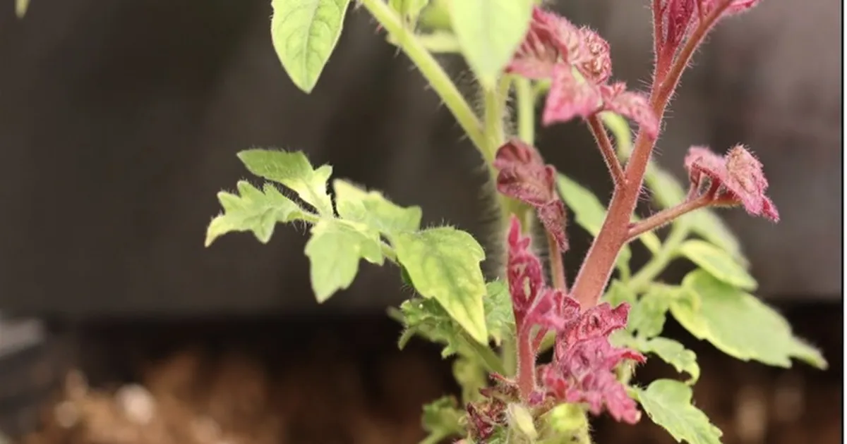 See kannapööre taimearetuses võimaldab geenmuundatud taimi luua turbokiirusel