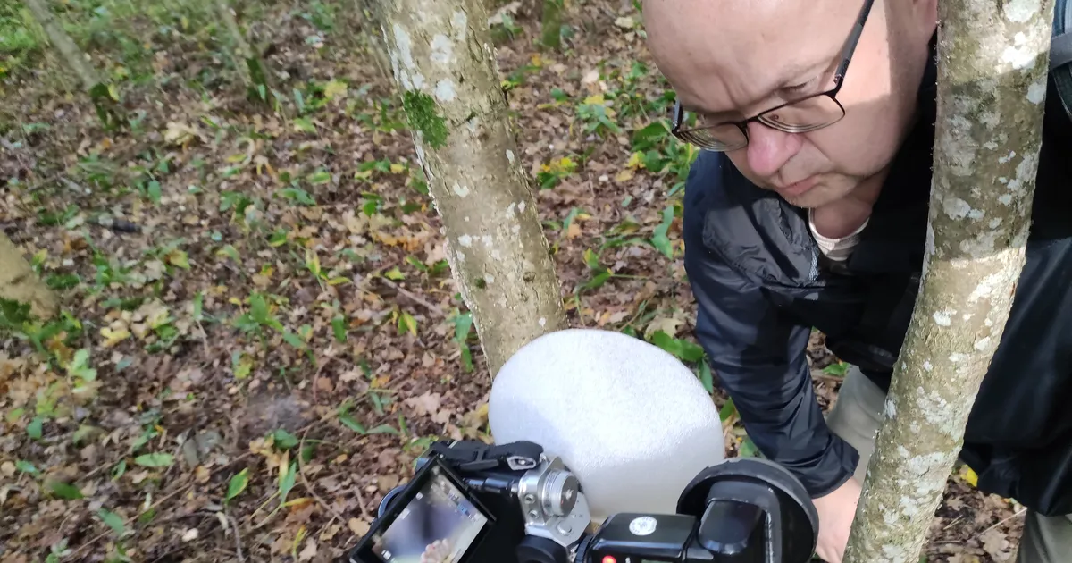 PILDID ⟩ Putukasperma, kalasoomus, madu, ämblik - Pärnu fotograaf tühjendas võistlusel hoogsalt auhinnalauda