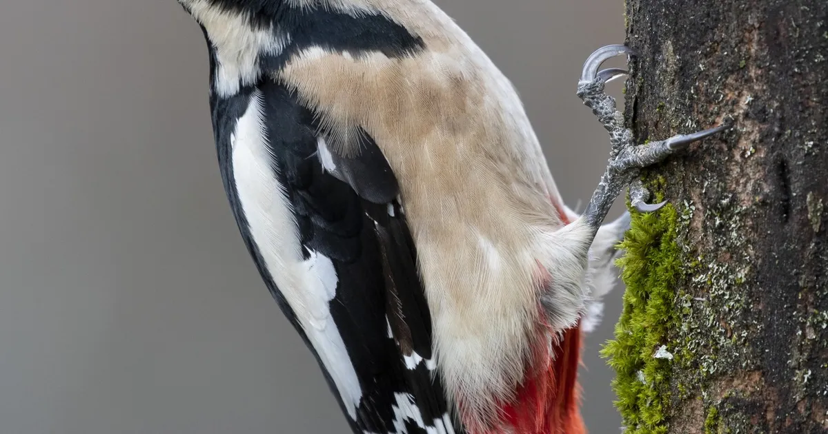 MÜSTILINE RÄHN (VIDEO) ⟩ Iga toks on nagu tippsportlase sooritus – enne alustamist teevad nad isegi seda