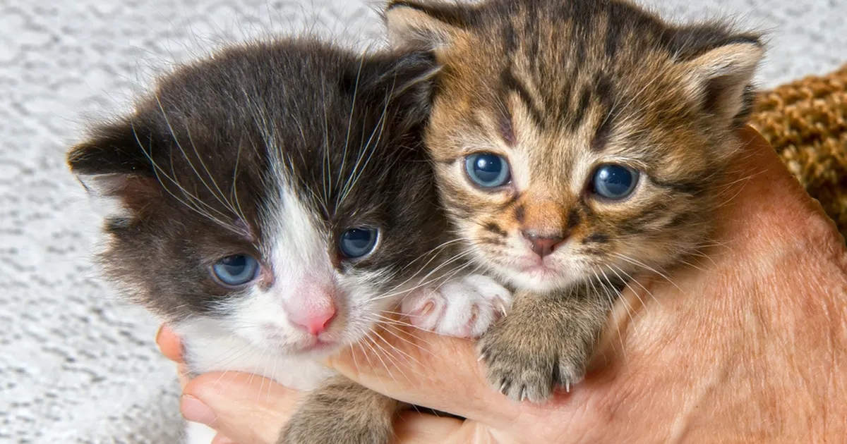 USKUMATU ⟩ Pere üks kass suri ära, kuid vahetult pärast seda juhtus midagi enneolematut