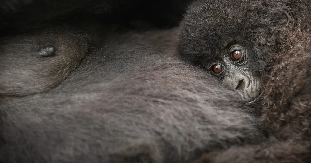 Orangutanid ehitavad pesi, kus on nii padjad kui tekid