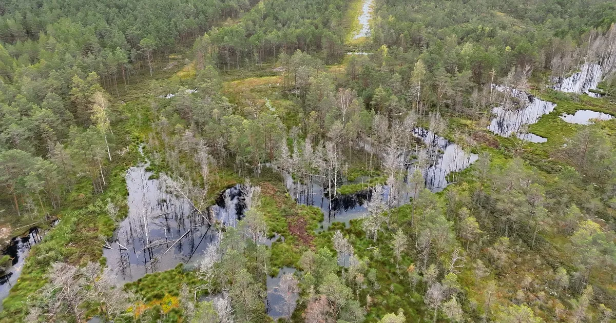SA Kadunud vabatahtlikud otsijad leidsid septembris kadunuks jäänud mehe