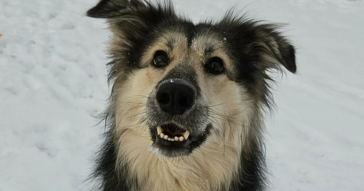 Skandaalse Keiti Vilmsi endise koera elu on täielikult muutunud. Vaata, kuidas kutsul praegu läheb