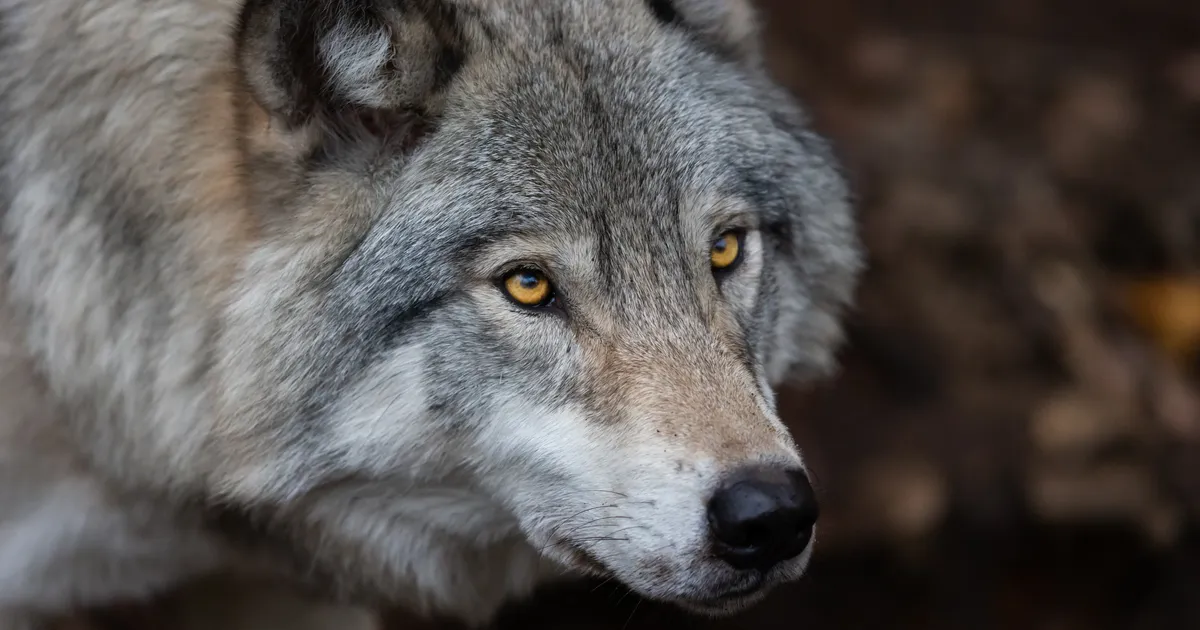 Harjumaal asuva talu perenaine kaitses oma hobuseid ohtliku kiskja eest: ei osanud muud teha, kui...