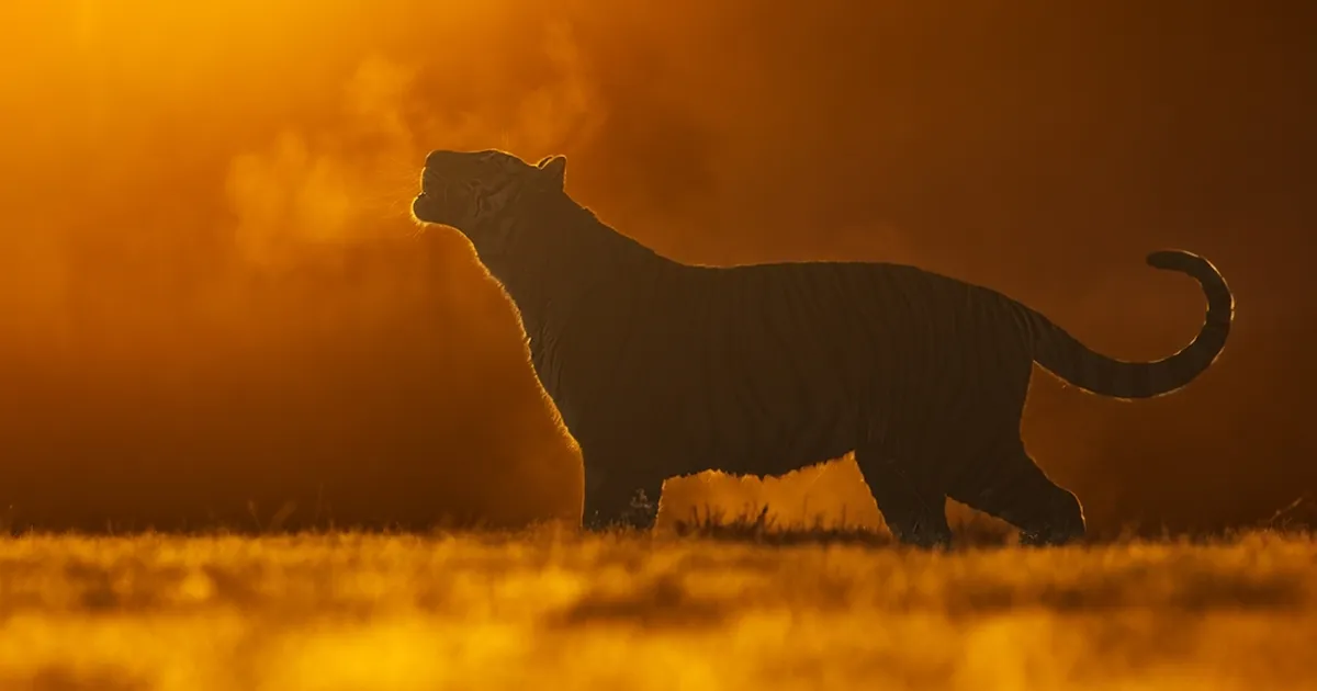 Väikesed hiiglased ja suured pisikesed: maailma ekstreemseimad kassid