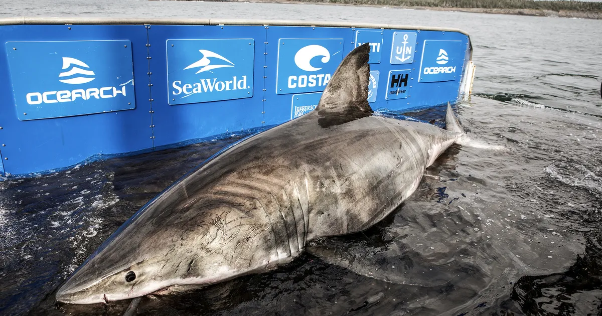 Maailma suurim valgehai ilmus taas välja – ja ta võib lahendada ookeanide müsteeriumi