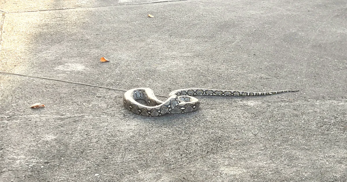 Hiiglaslikku püütonit köieks pidanud mees sattus täbarasse olukorda