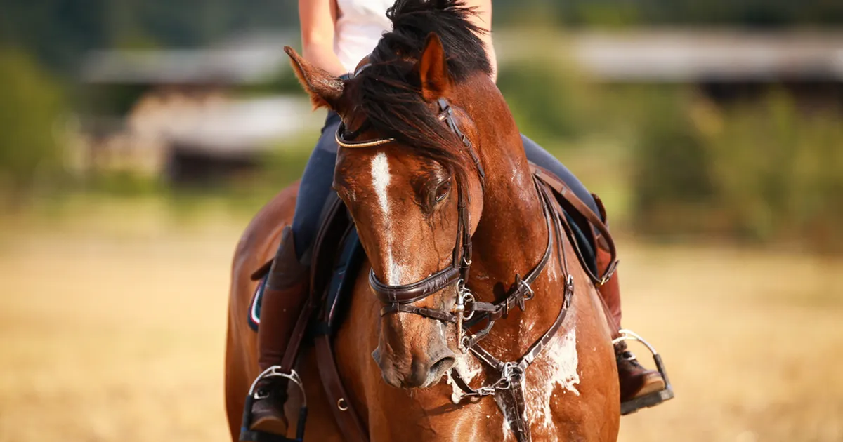 Põnev ja eriline põhjus, miks hobused treeningul vahutavad