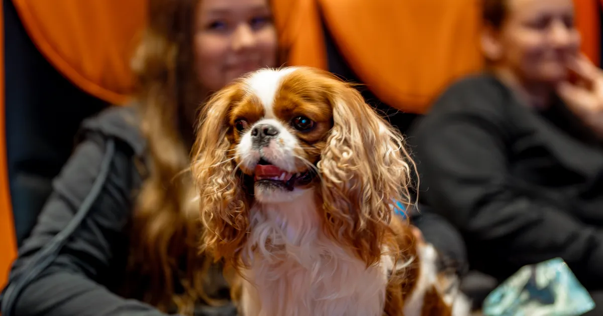 Sel nädalavahetusel saab koos koeraga kinno minna