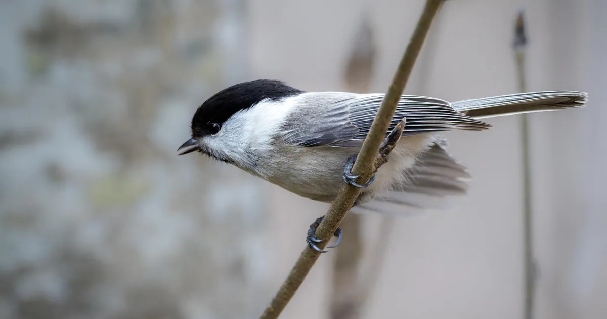 LOODUSFOTO ⟩ Põhjatihane on okasmetsade lind