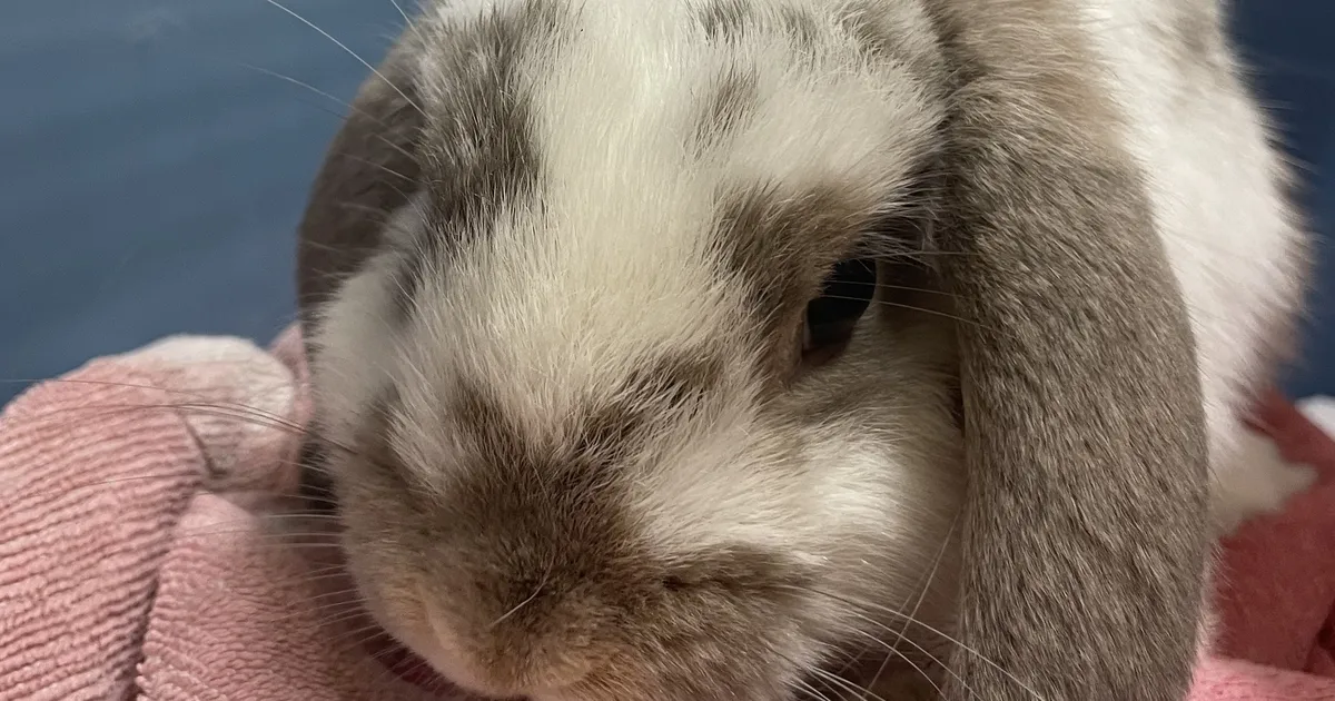 FOTO ⟩ Tallinnas visati imearmas ja sõbralik küülik prügikasti