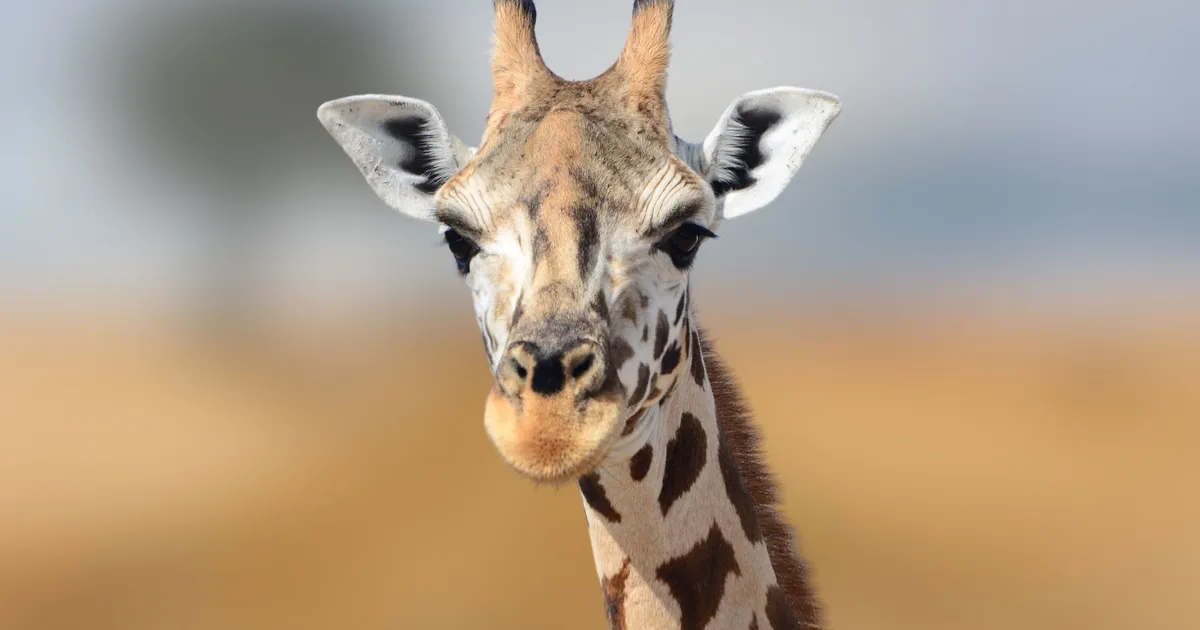 Maailma kõige haruldasem kaelkirjak elab pidevas salaküttimise hirmus