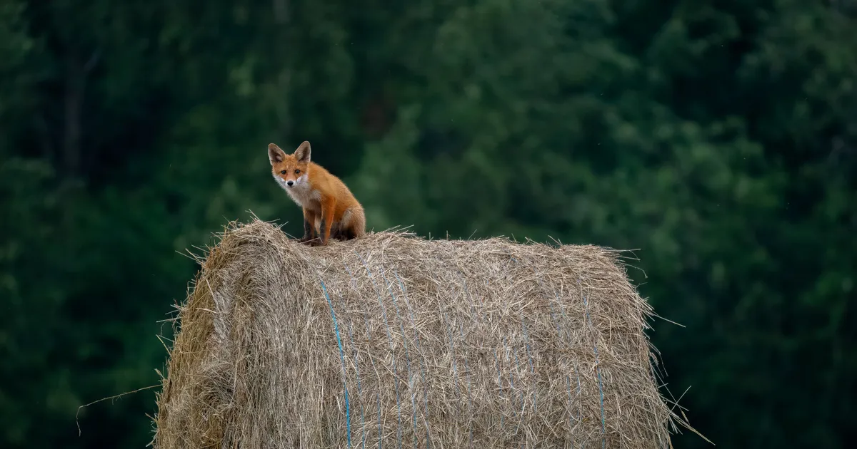 LOODUS ON IMELINE ⟩ Vaata Eesti Looduse fotovõistluse võidutöid