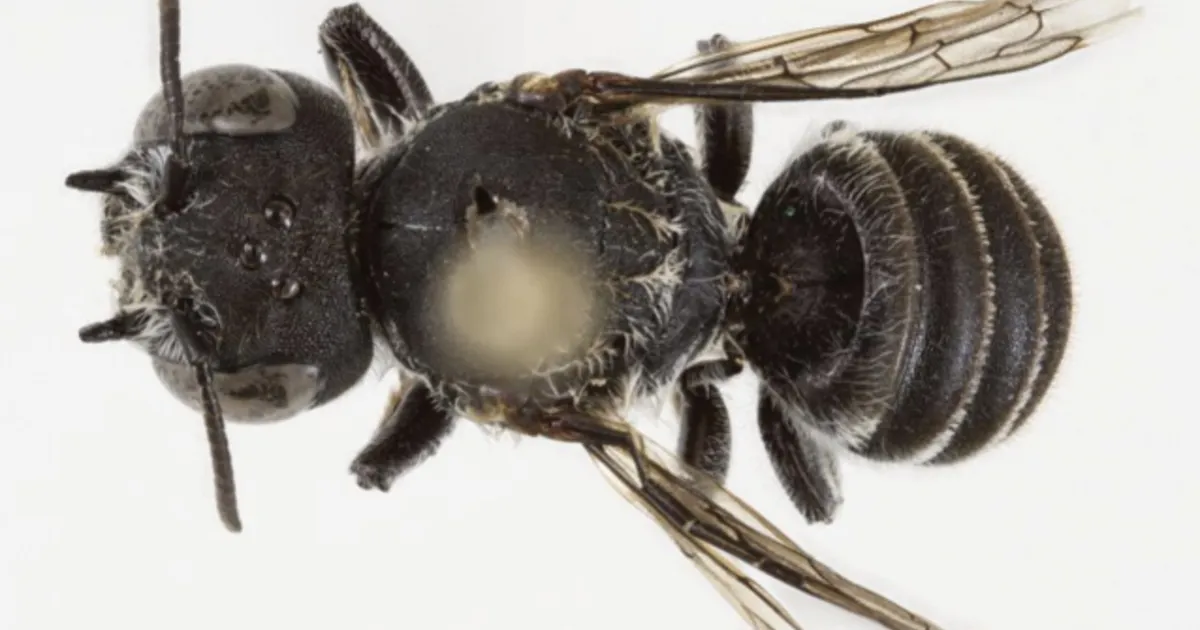 Sellest kuratliku välimusega mesilasest polnud keegi varem kuulnudki – aga siin ta nüüd on