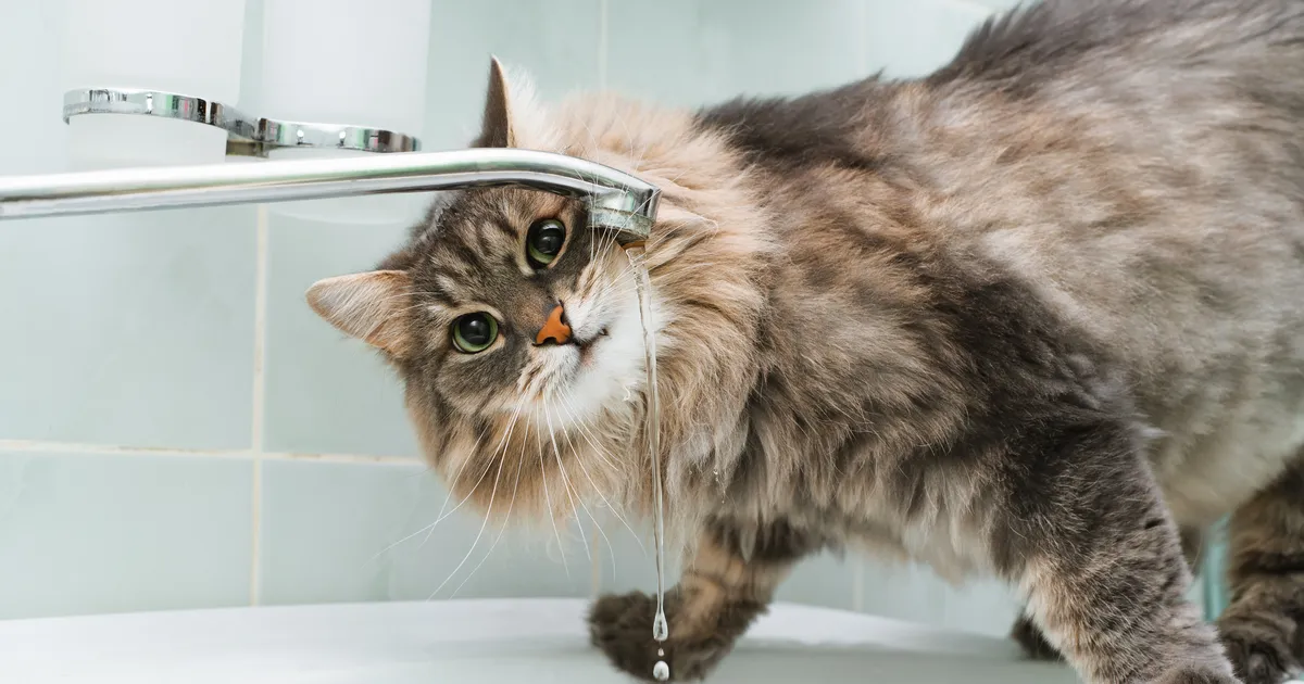 Loomaarst vastab: mis juhtub, kui kass ei joo piisavalt vett?