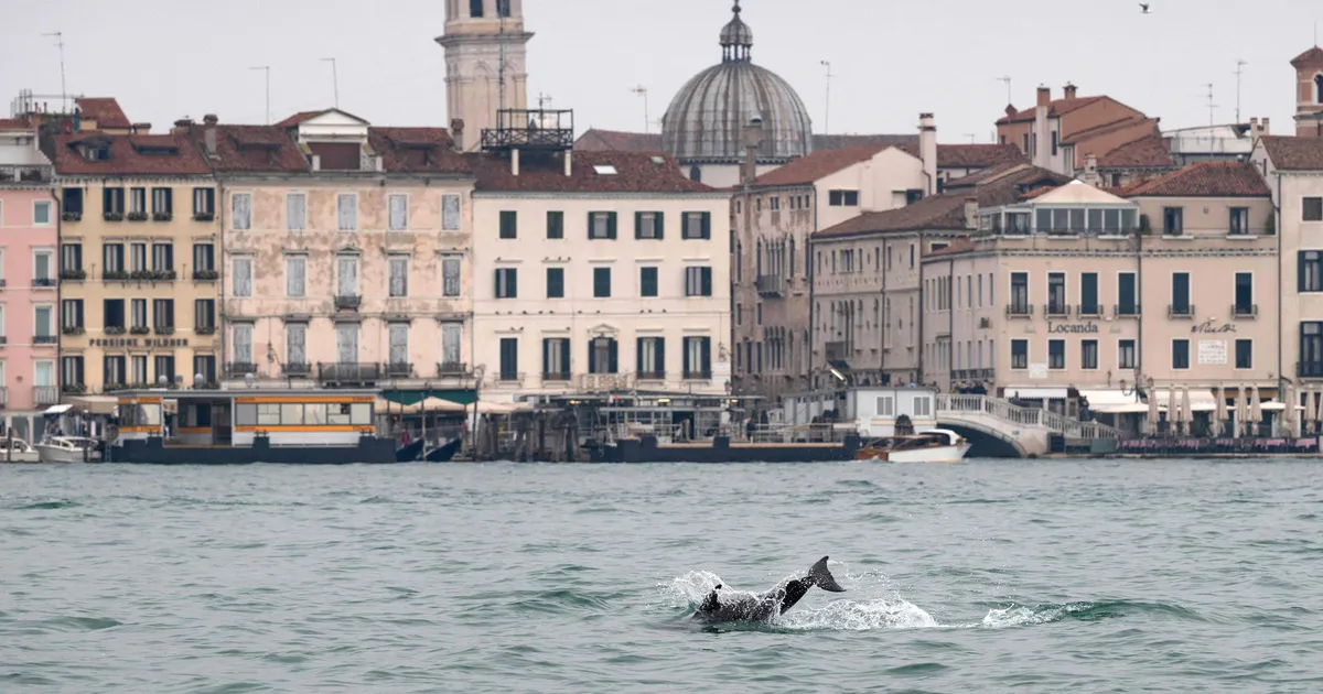 VIDEO ⟩ Veneetsias köidab turiste end linna südames sisse seadnud delfiin